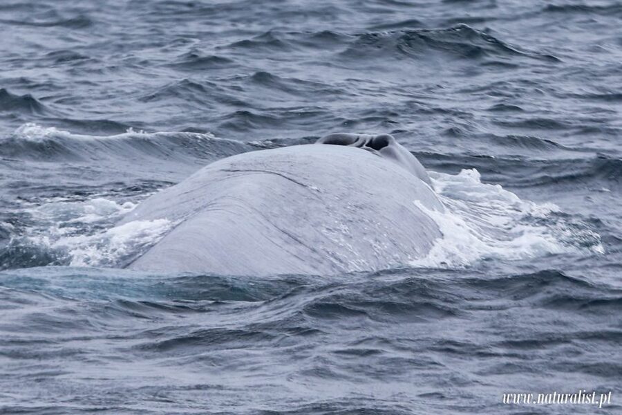 Horta: University Startup Whale and Dolphin RIB Boat Trip - The whale and dolphin species you might see