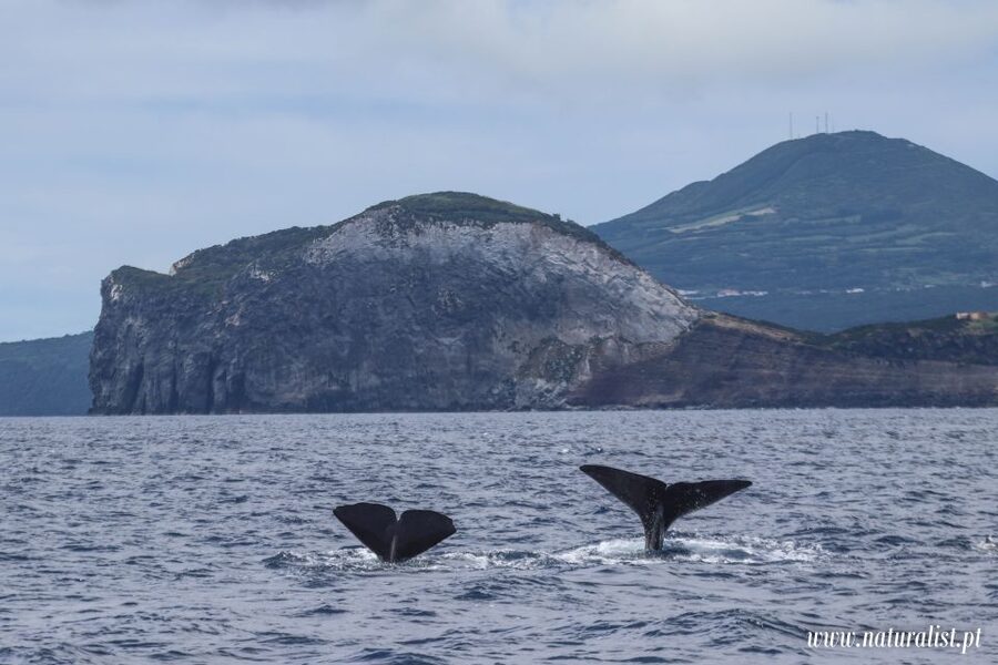 Horta: University Startup Whale and Dolphin RIB Boat Trip - Turtles, birds, and smaller signs of life
