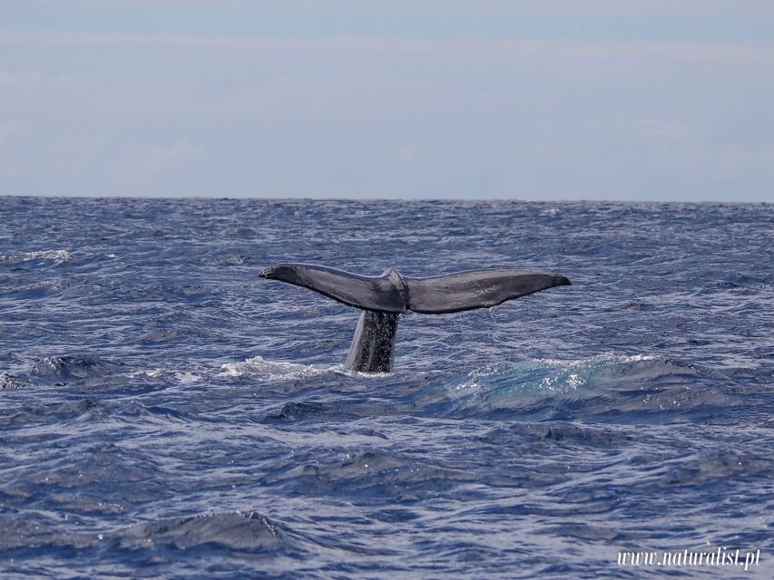 Horta: University Startup Whale and Dolphin RIB Boat Trip - What the RIB ride feels like in real conditions