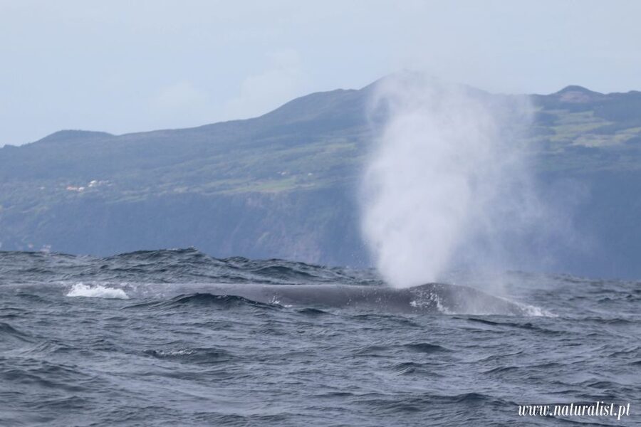 Horta: University Startup Whale and Dolphin RIB Boat Trip - Who will enjoy this trip most?