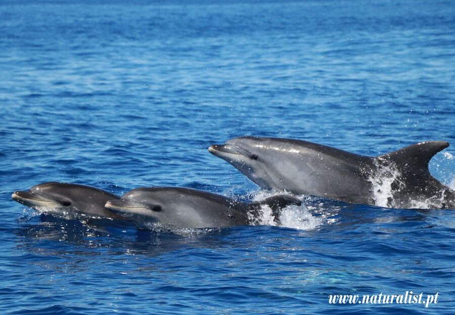 Horta: University Startup Whale and Dolphin RIB Boat Trip - Why the marine researcher changes the experience