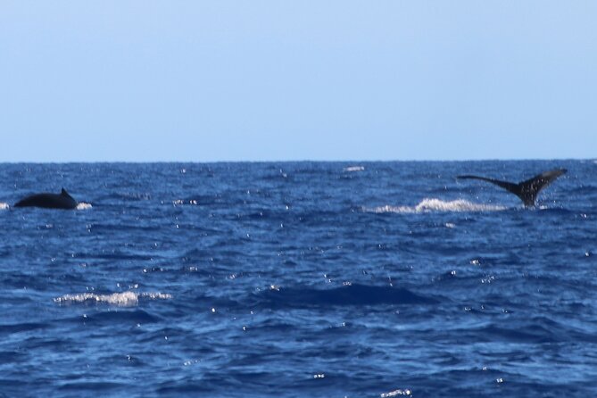 Humpback Whale and Dolphin Watch in Kona - Leaving Kailua-Kona for the open water