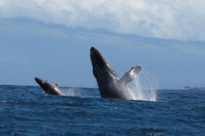 Humpback Whale and Dolphin Watch in Kona - The hydrophone is the tour’s most unusual feature