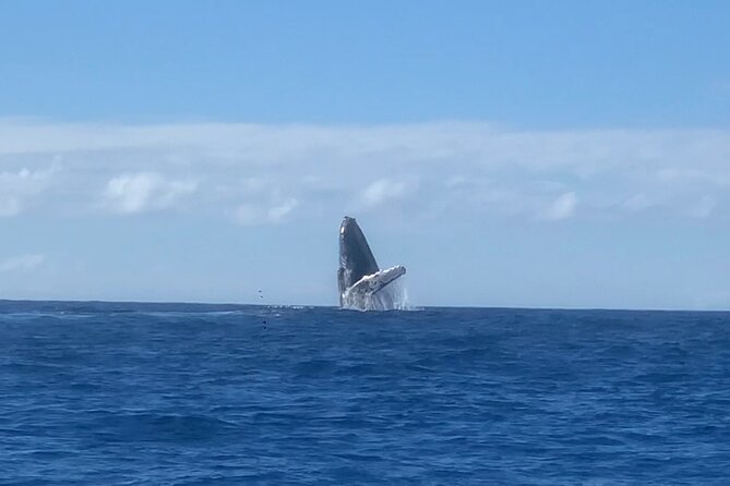 Humpback Whale and Dolphin Watch in Kona - Kona’s coast adds depth to the wildlife trip