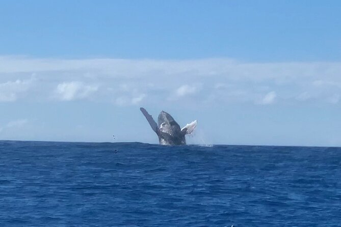 Humpback Whale and Dolphin Watch in Kona - What the small boat gets right, and where it falls short