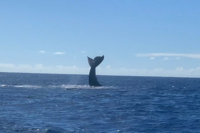 Humpback Whale and Dolphin Watch in Kona - Timing, weather, and cancellation rules