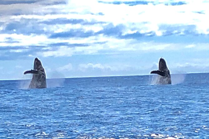 Humpback Whale and Dolphin Watch in Kona - Dolphins can make a whale-free day worthwhile