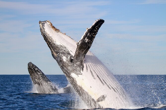 Humpback Whale Encounter Tour from Newcastle - Key points to know before you book
