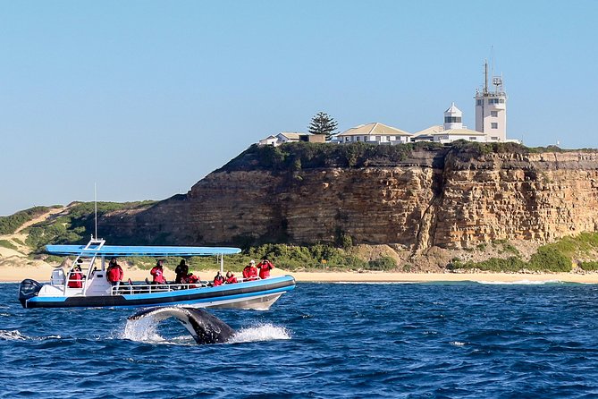 Humpback Whale Encounter Tour from Newcastle - Leaving Newcastle Harbour at Dock C