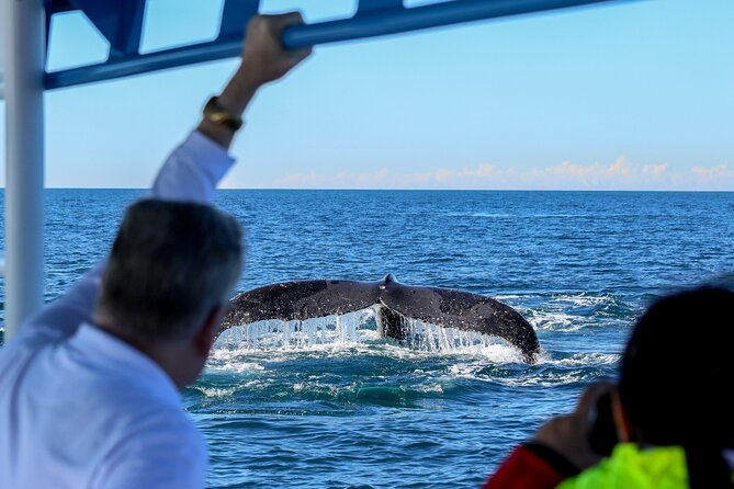 Humpback Whale Encounter Tour from Newcastle - What a whale sighting may look like
