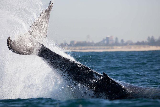 Humpback Whale Encounter Tour from Newcastle - Is $89.66 good value?