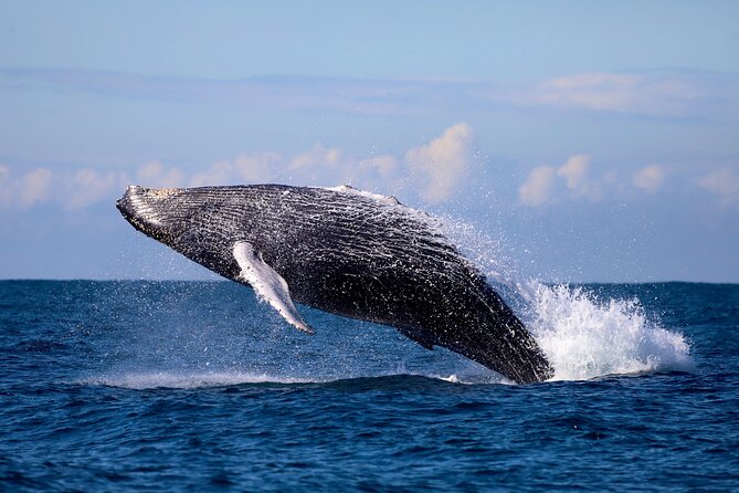 Humpback Whale Encounter Tour from Newcastle - A small boat with room for real viewing