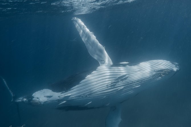 Humpback Whale Safari - Key points at a glance