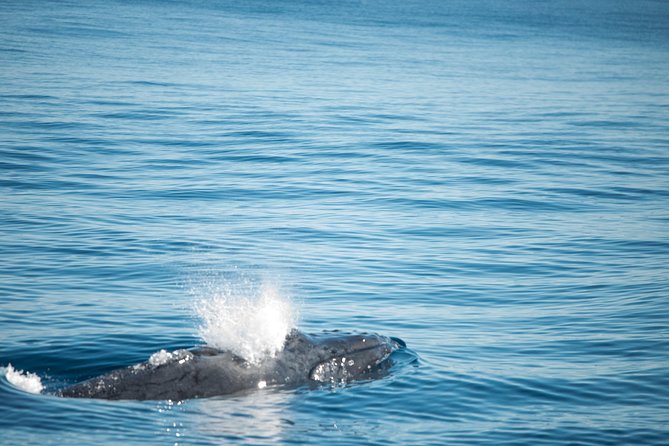 Humpback Whale Safari - Why Coral Bay is a strong whale-watching base