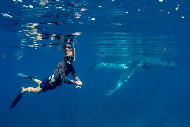 Humpback Whale Safari - What the Ningaloo stop is really about