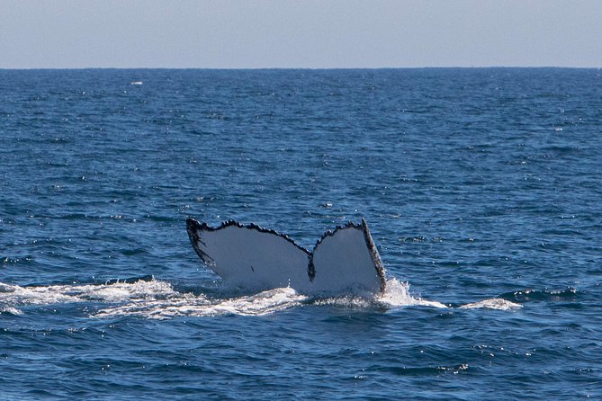 Humpback Whale Safari - Lunch, snacks, sparkling wine, and photographs
