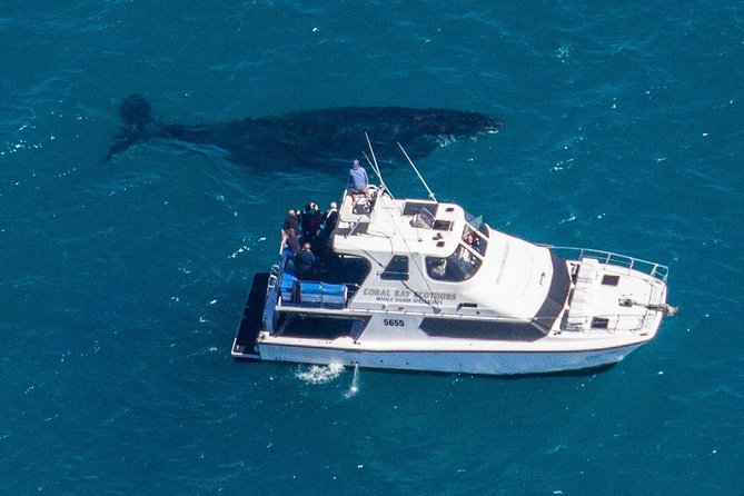 Humpback Whale Safari - Who should book this safari?