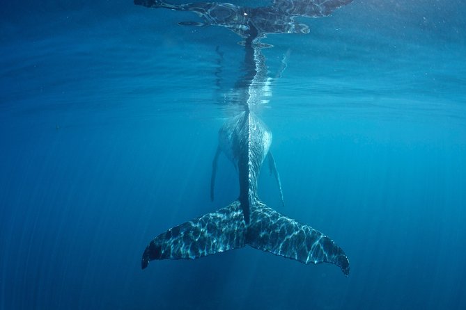 Humpback Whale Safari - The 7:30 am start in Coral Bay