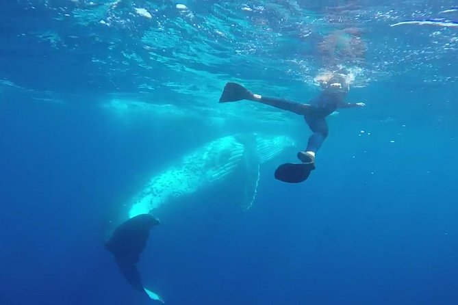 Humpback Whale Swim from Tongatapu island with transfers & lunch - Key points to know before booking