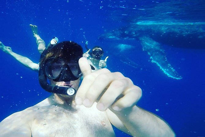 Humpback Whale Swim from Tongatapu island with transfers & lunch - Why Tonga is a special place for whale watching