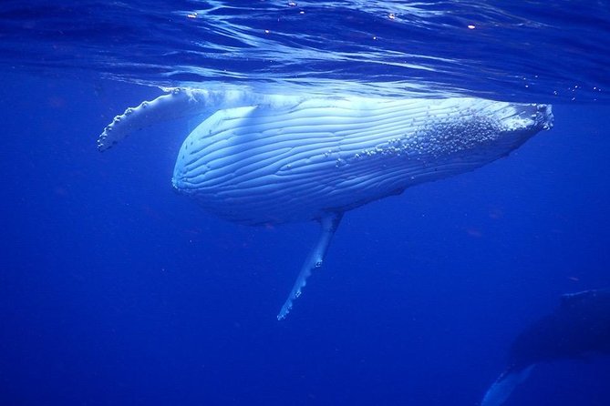 Humpback Whale Swim from Tongatapu island with transfers & lunch - Swimming beside whales, or watching from the boat