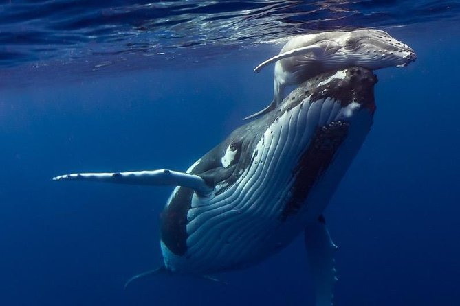 Humpback Whale Swim from Tongatapu island with transfers & lunch - Lunch on a secluded island