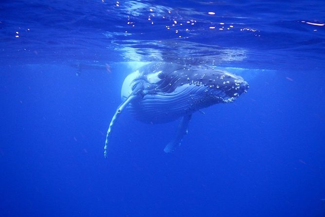 Humpback Whale Swim from Tongatapu island with transfers & lunch - What the $509.11 price really buys