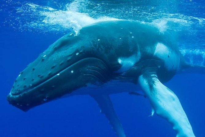 Humpback Whale Swim from Tongatapu island with transfers & lunch - Weather, safety, and the need for flexibility