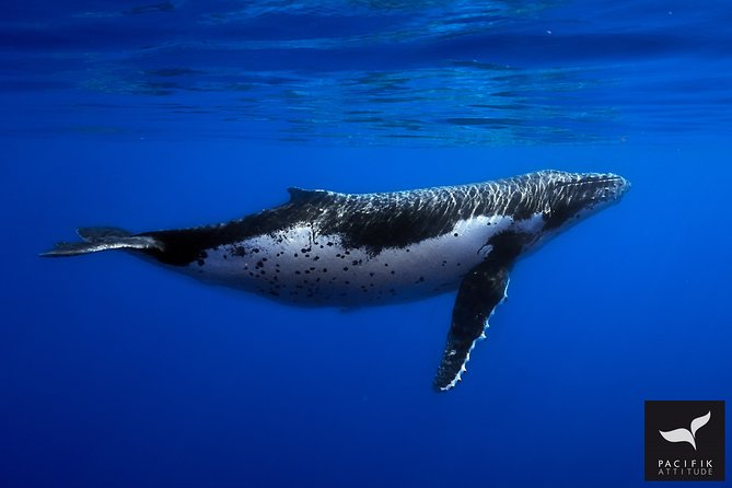 Humpback whale watching and marine life in Moorea - What this Moorea whale trip is really about