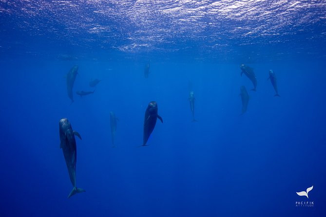 Humpback whale watching and marine life in Moorea - The crew makes a major difference