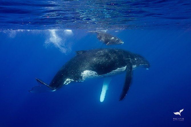 Humpback whale watching and marine life in Moorea - How much marine life might you see?