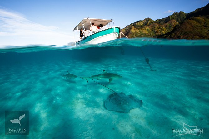 Humpback whale watching and marine life in Moorea - Rough water, swimming ability, and comfort