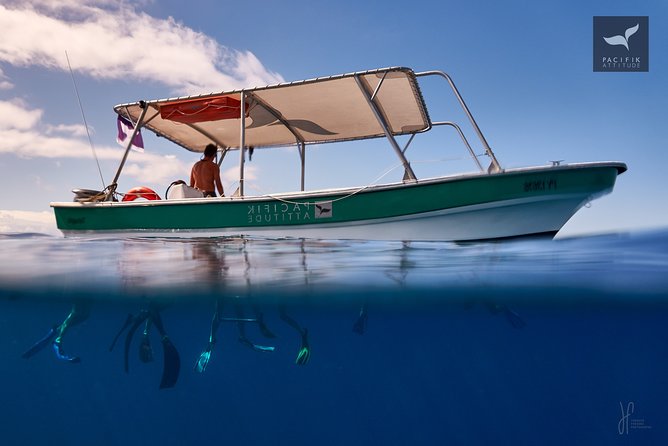 Humpback whale watching and marine life in Moorea - Food and small-group value