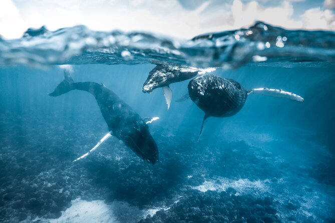 Humpback whale watching and marine life in Moorea - The three-hour route, from search to swimming