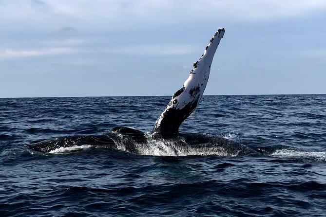 Humpback Whale Watching • Private Tour • Punta Mita - Key points to know before booking