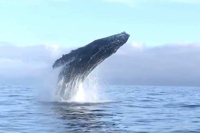 Humpback Whale Watching • Private Tour • Punta Mita - A small boat with a personal feel