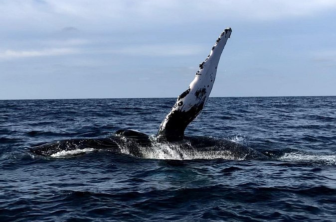 Humpback Whale Watching • Private Tour • Punta Mita - Watching humpback whales without rushing them
