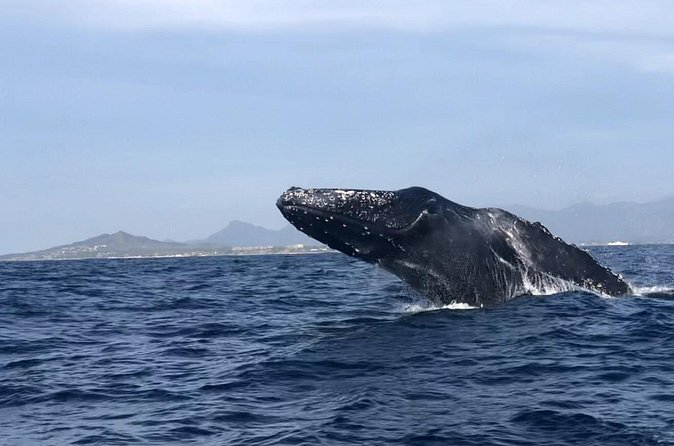 Humpback Whale Watching • Private Tour • Punta Mita - The 90-minute itinerary at Punta Mita