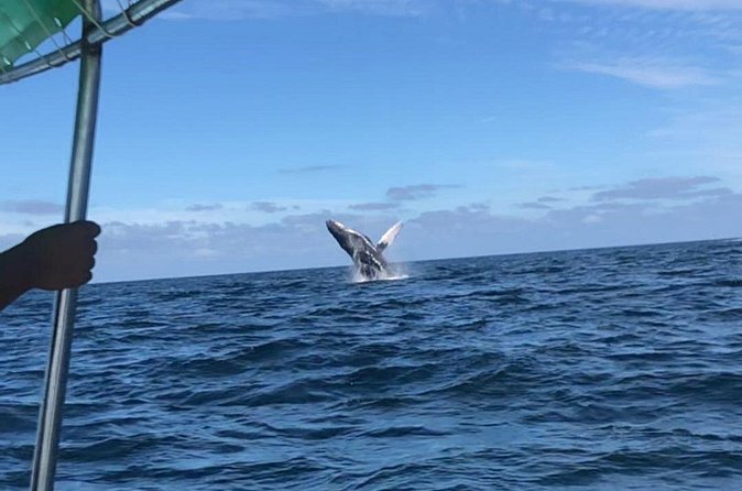 Humpback Whale Watching • Private Tour • Punta Mita - What the $297.86 group price really buys