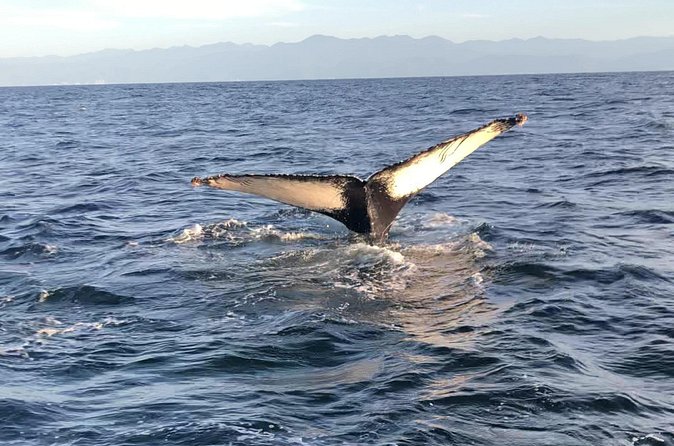 Humpback Whale Watching • Private Tour • Punta Mita - Who will enjoy this Punta Mita whale trip