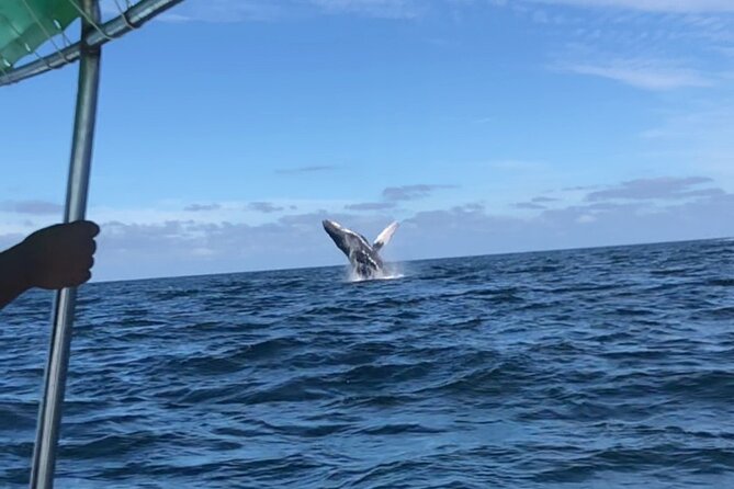Humpback Whale Watching • Private Tour • Punta Mita - Booking and cancellation details that matter