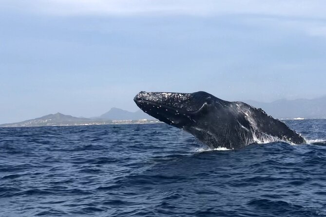 Humpback Whale Watching • Private Tour • Punta Mita - Searching the usual whale areas