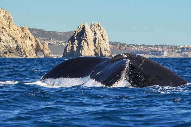 Humpback Whales in Cabo San Lucas - Checking in near the marina