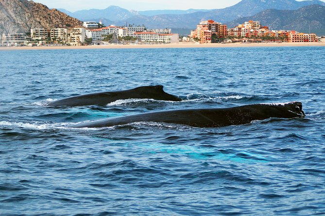 Humpback Whales in Cabo San Lucas - Searching the Pacific or Sea of Cortez