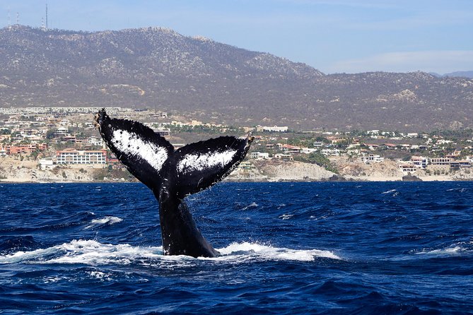Humpback Whales in Cabo San Lucas - What you might see on the water