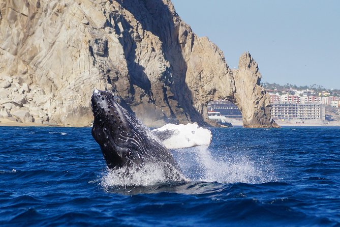 Humpback Whales in Cabo San Lucas - A marine biologist changes the trip