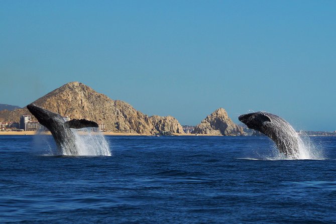 Humpback Whales in Cabo San Lucas - Small groups, boat comfort, and safety