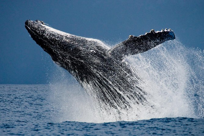Humpback Whales in Cabo San Lucas - When to go and what to bring