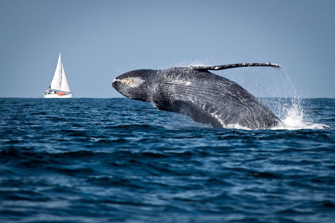Humpback whales Watching + Samana Eco-Tour - Key points to know before booking