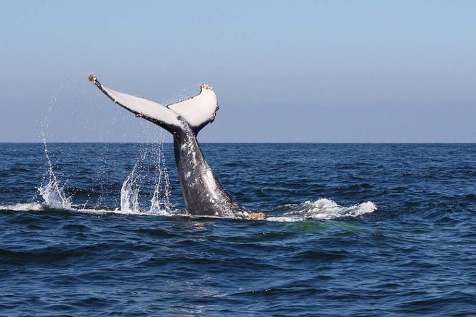 Humpback whales Watching + Samana Eco-Tour - Why Samana Bay is worth the long day